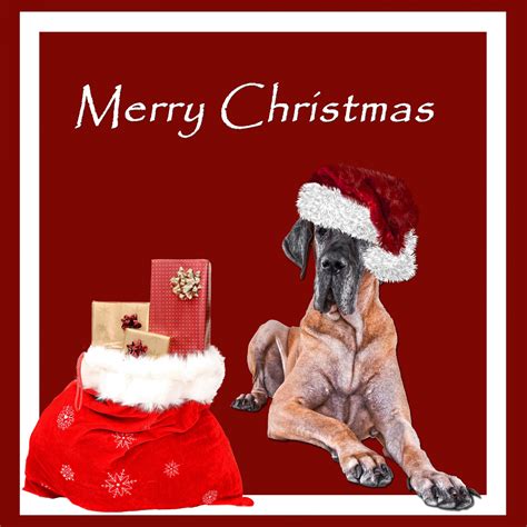 Christmas Dog Great Dane Free Stock Photo Public Domain Pictures