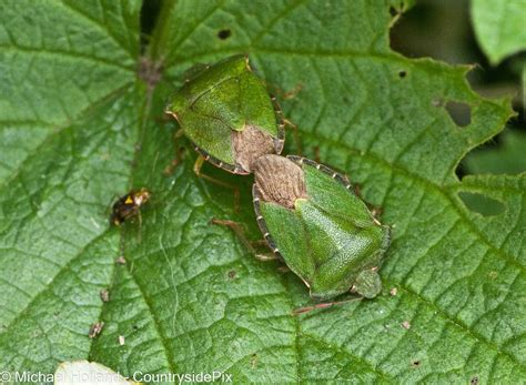 Cpx Mah A Pair Of Green Shieldbugs Mating On A Nettle Michael