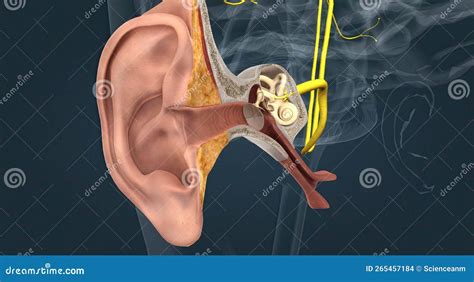 Sensory Innervation To The External Ear Is Supplied By Both Cranial And