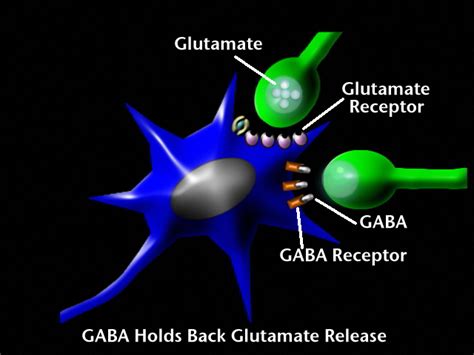 Gaba And Glutamate Neuroplastix