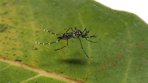 Brasil registra 1 256 mortes e mais de 3 milhões de casos de dengue