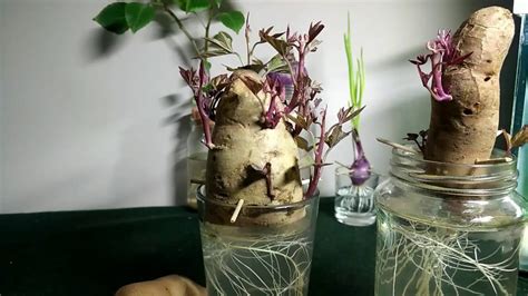 Project Growing Sweet Potatoes In Containers Water Jars Youtube