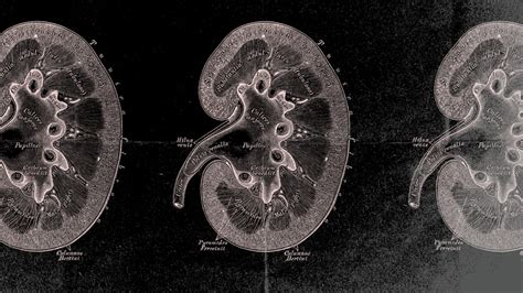 Kidney medulla: Anatomy, function, and medical conditions