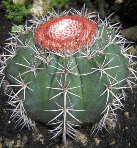 Melocactus Bahiensis PASSIONI SUCCULENTE