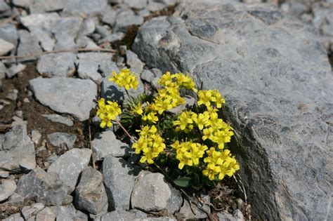 Hungerbl Mchen Draba Aizoides Hauenstein Ag