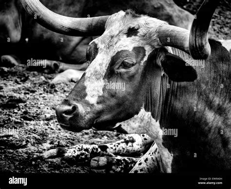 Bullish Hi Res Stock Photography And Images Alamy