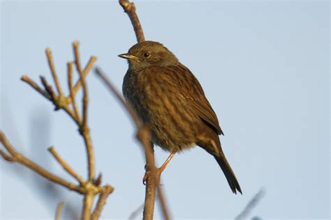 Dunnock Dundalk Fergal Stanley Flickr