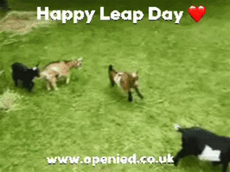 Leap Day Leap Year Leap Day Leap Year Openied Discover Share Gifs