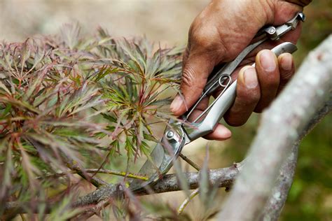 11 Tips For Pruning Japanese Maple Trees