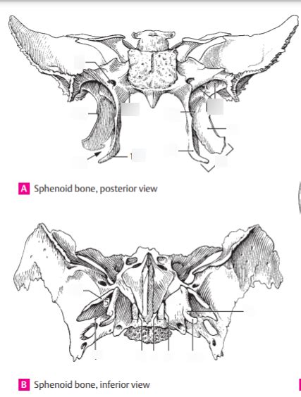 Anatomy Practical Sphenoid Bone Posterior And Inferior View Diagram