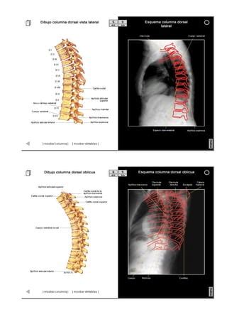 Guia Radiologica Anatomia Radiologica Pdf