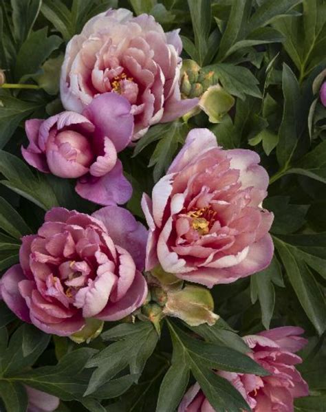 Peony Itoh Keiko Adored A Garden Center Duluth Minnesota