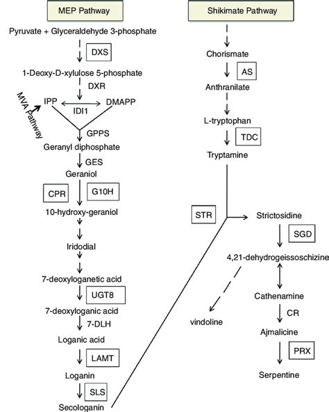 Diagrammatic Representation Of Biosynthetic Pathway For Terpenoid