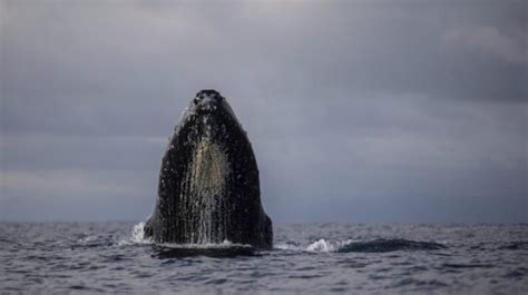 Turismo Ambiental Alrededor De Las Ballenas Jorobadas En El Pac Fico