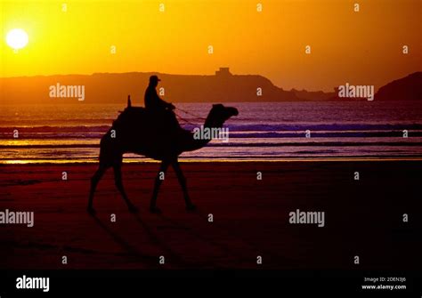 Hombre con silueta de camello fotografías e imágenes de alta resolución