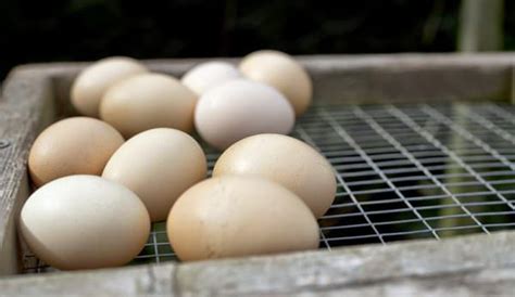 4 Considerations When Pricing Hatching Eggs Hobby Farms