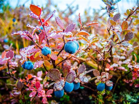 Alaskan Wild Berries Stock Photo Image Of Leaf Fall 65740740