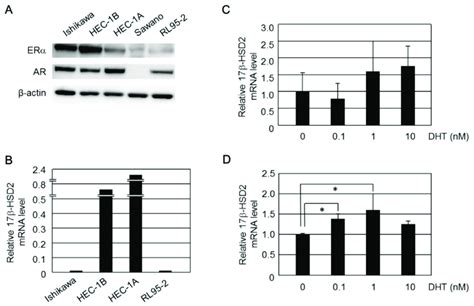 A Expression Of Erα And Ar Proteins In Endometrial Cancer Cell Lines