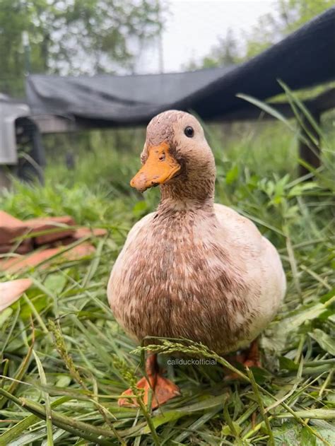 Adorable Duck Standing In The Grass Golden 300 Hybrid Layer Ducks