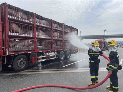 高速路上百余头“二师兄”中暑 日照岚山消防多次喷水急降温凤凰网山东凤凰网