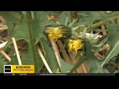 What Are The Benefits Of Eating Dandelions YouTube