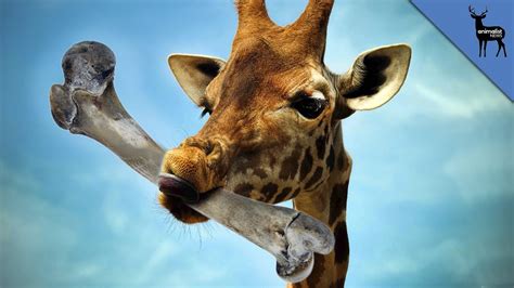 How Many Bones Do Giraffes Have In Their Neck