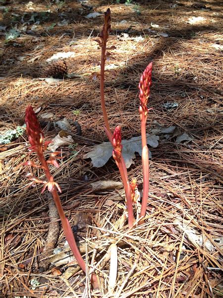 Spotted Coral Root Project Noah