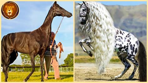 Los 13 Caballos Más Caros Que Te Dejarán Boquiabierto YouTube