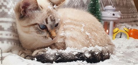 Beautiful kitty in the snow. New Year and Christmas background. Cute ...