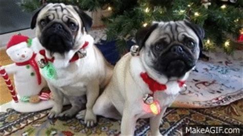 Christmas Pug Head Tilt on Make a GIF