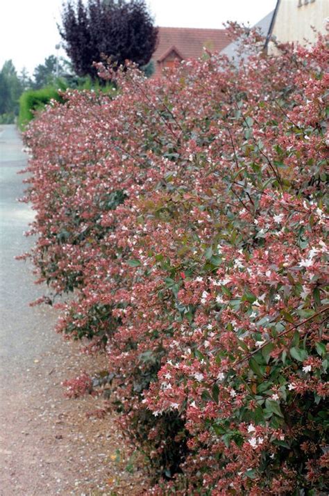 31 Best Colorful Hedge Plants | Hedges with Colored Leaves