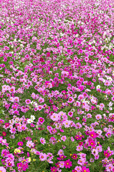 Planting Cosmos Flowers - How to Plant, Grow, and Care For Cosmos