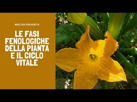 Le Fasi Fenologiche Della Pianta E Il Ciclo Biologico Mielisa Youtube