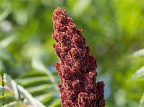 Rhus Typhina Le Sumac Vinaigrier Ou Sumac De Virginie Foto De Stock