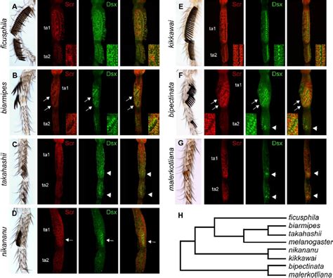 Dsx And Scr Expression In The Melanogaster Species Group Ta12 Of Download Scientific Diagram