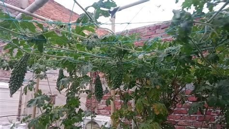 Growing Karela Very Easily Bitter Gourd In Container Growbag At Terrace