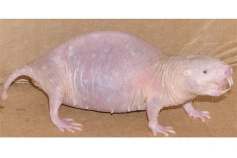 Why We Love Naked Mole Rats