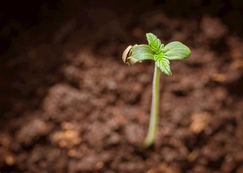 Cannabis Seed Planting Orientation