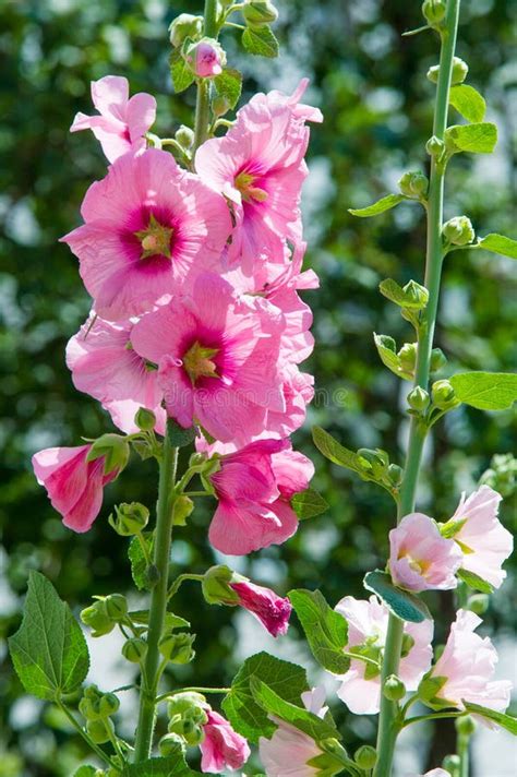 Flores De La Malva Una Planta Herb Cea Con Los Troncos Melenudos Rosa