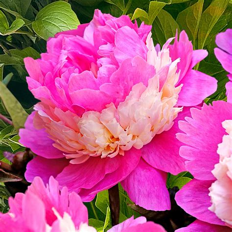 Buy Hardy Perennial Peonies Paeonia Sorbet Pink Yellow Bare Rooted Hardy Plant