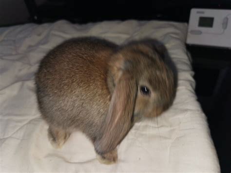 Mini Lop Eared rabbits | in Dover, Kent | Gumtree