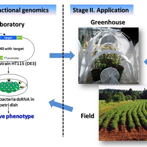 Pdf Application Of Rnai Toward Insecticide Resistance Management