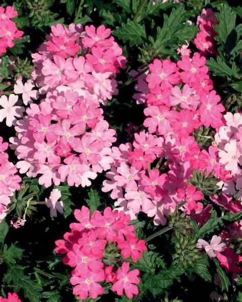 Lanai® Bright Pink Verbena Pleasant View Gardens