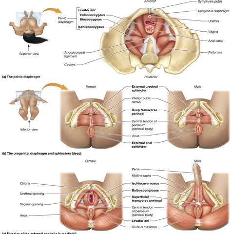 Lab Assessment 7 Muscles Of The Pelvic Diaphragm Diagram Quizlet