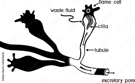 Flatworm Flame Cell Structure Of Element Of Excretory System With