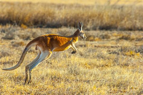 Natural History Kangaroos And Wallabies