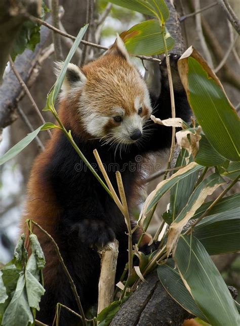 Red Panda Eating Bamboo Tree Leaves Stock Photos - Download 135 Royalty ...