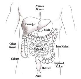Sindirim Sistemi Anotomisi Mide Ba Rsak Kanal
