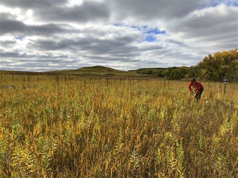 Historical irrigation leaves long lasting legacies on the prairie - LTER