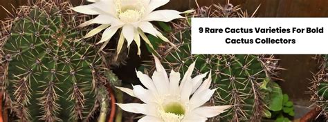 Rare Cacti For Bold Cactus Collectors Succulent City